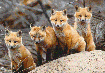 foxes